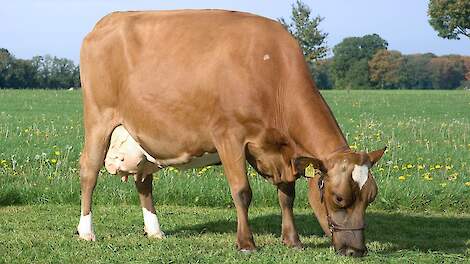 Gre 241 (Kian x Polvin x Fyn Lemvig) is na bijna 11.000 kilo vet en eiwit volgens haar eigenaar nog heel vitaal. „De foto dateert van enkele jaren geleden, maar eigenlijk ziet ze er nog steeds zo uit.”