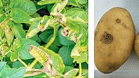 De schimmel op de Chinese aardappelen is geïdentificeerd als Galactomyces candidum F12.