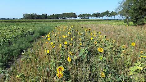De eerste keverbank bij Otto Willem Eleveld bevatte onder andere zonnebloemen. In de nieuwe zit het officiële keverbankmengsel met diverse grassen, kruiden en klavers.