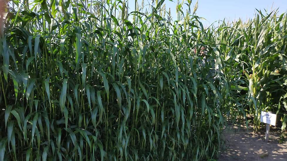 Een veld met sorghum in de Verenigde Staten.