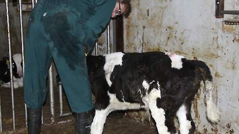 Een dierenarts behandelt een kalf met een antbibioticum.