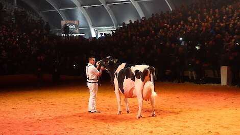 Henrik Wille met de destijds 12,5 jaar oude honderdtonner Lady Gaga op het Europees Kampioenschap in Libramont in 2019.