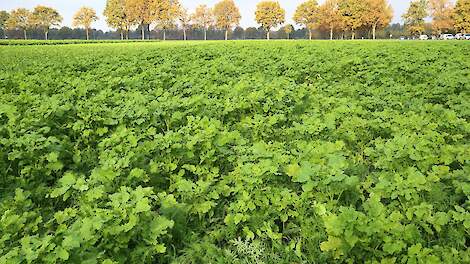 De overheid kiest nu voor teeltvoorschriften, zoals het zaaien van een groenbemester. Op het symposium over versneld naar kringlooplandbouw pleiten deskundigen voor doelen stellen in plaats van methoden voorschrijven.