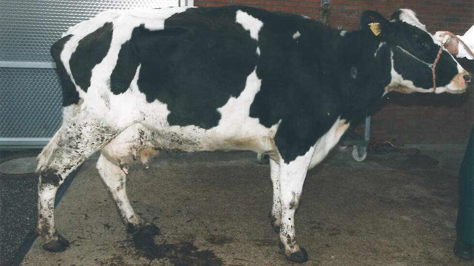 Topfokker Bennie Roozegaarde uit Zelhem verloor destijds zeker 100 van zijn ruim 240 Holsteins aan de slijterziekte, die was ontstaan na enting met een vervuild IBR-vaccin.