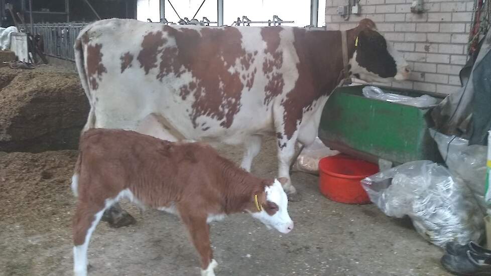 De 17-jarige Jeanette 52 met haar vaarskalf van Blaarkop-stier Govert.