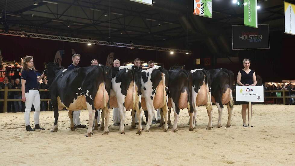 De productie-index van Delta Solero – op de foto zijn dochtergroep op de HHH-show van 2019 – stijgt niet alleen van de eerste naar de derde lactatie (90 naar 253 euro Inet), maar stijgt daarna nog door tot maar liefst 368 euro in de vijfde lactatie.