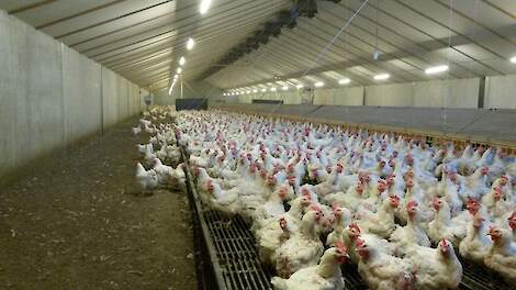 Vermeerderaars Geert en Dirk Jan uit het Gelderse Laren weten nog niet of ze hun volgende koppel weer split feeding bij hun vleeskuikenouderdieren toepassen. Ze doen dat hun huidige ronde voor het eerst in vier van hun acht stallen. Toen de dieren 46 weke