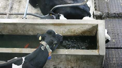 Koeien drinken water uit een drinkbak.