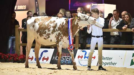Justin Wessels won vorig jaar met Korina 29 (v. Attico) van zijn opa Gerrit Heuver uit Wierden het reservekampioenschap in de categorie showmanship bij de junioren op de HHH-show.