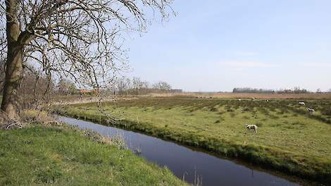 De Alde Feanen