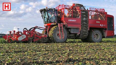 Bieten rooien 2020 | Breure - De Waard | Vervaet Q621 | Rübenernte | Beet harvest