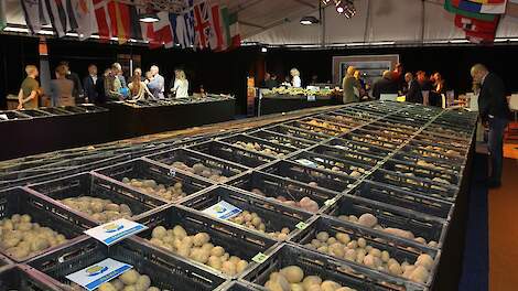 Rassenshow bij Schaap Holland