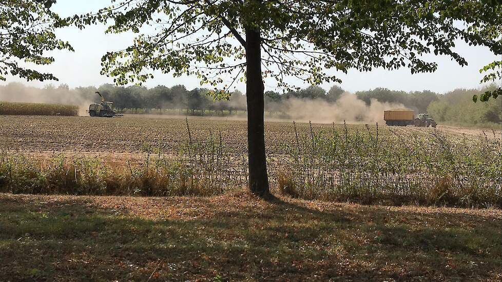 Oogst tijdens de uitzonderlijk warme dagen in september.