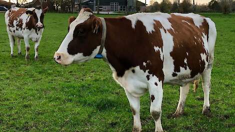 Weidende melkkoeien in de Achterhoekse buurtschap Eldrik.