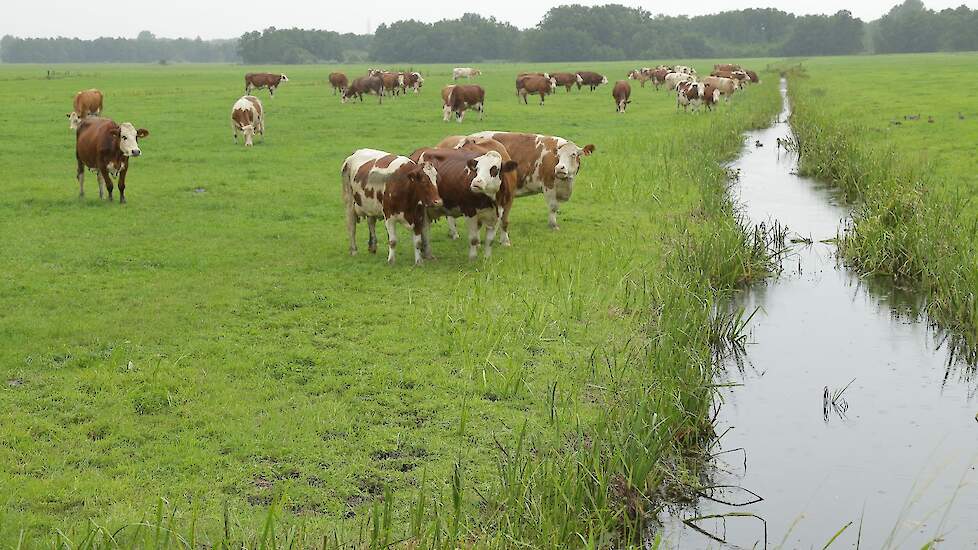Droogte zorgt voor stijging en fosfaat in slootwater | Melkvee.nl - Nieuws en kennis voor de melkveehouder