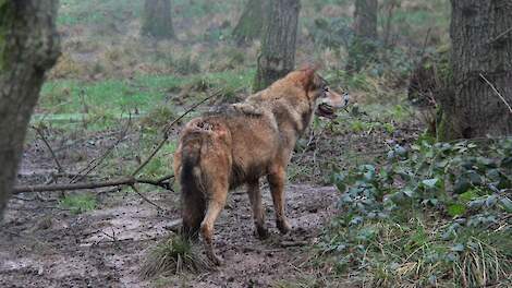 Wolf in het bos.