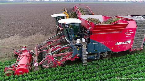 Knolselderij rooien | Celeriac harvest | Knollensellerie ernten | Dewulf | Agrifac | Oogst 2020