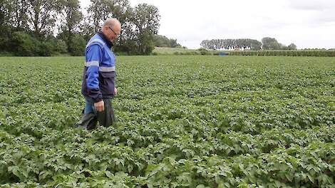 Veldkeuring NAK in perceel pootaardappelen
