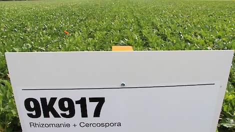 Het KWS ras 9K917/Karolicia haalde niet de rassenlijst, ondanks de sterk verbeterde cercospora-tolerantie en het uitstekende blad.