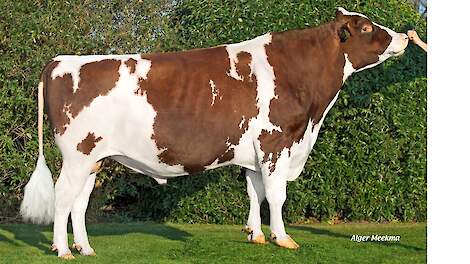 Huntje Holstein Red River (Riverboy Rf x Fraiko) van KI Samen debuteert op basis van dochters met een NVI van 191 punten. Hij levert een ruime melkplas met vlakke gehalten, goede secundaire eigenschappen en een gemiddeld exterieur.