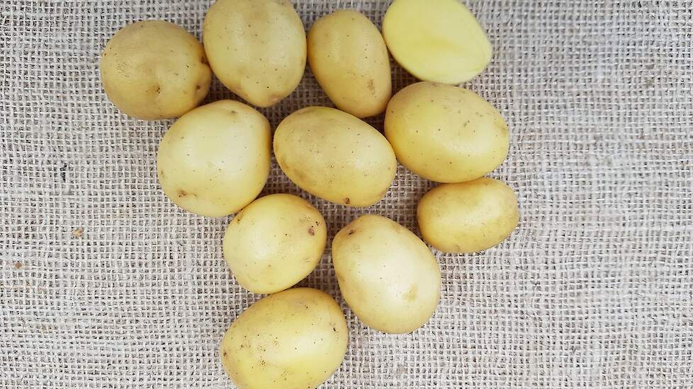 Lucera aardappel