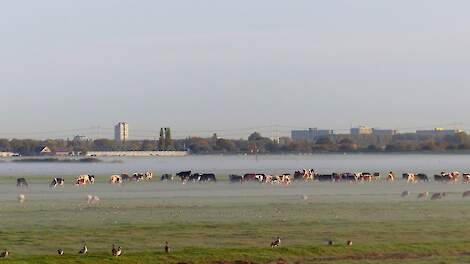 Tiny van der Meer