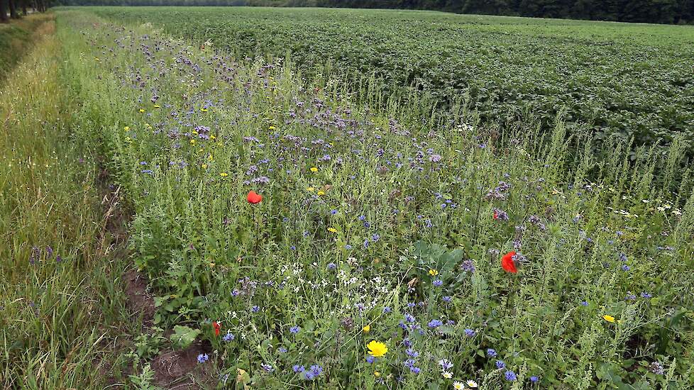 Akkerrand, natuur, biodiversiteit