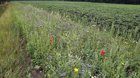 Akkerrand, natuur, biodiversiteit