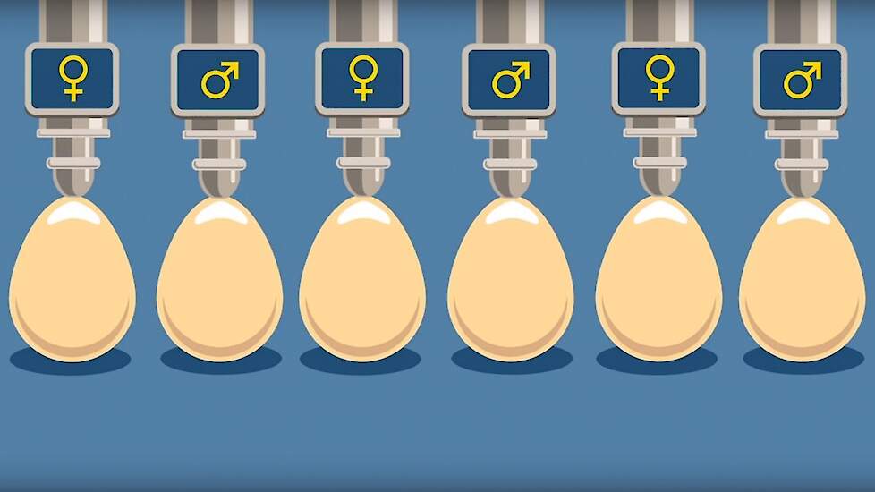 In Ovo heeft een techniek ontwikkeld om het geslacht van kippeneieren te bepalen, die geschikt is voor toepassing op grote schaal in een broederij.