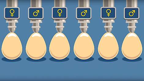 In Ovo heeft een techniek ontwikkeld om het geslacht van kippeneieren te bepalen, die geschikt is voor toepassing op grote schaal in een broederij.