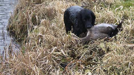 Hond haalt gans uit het water