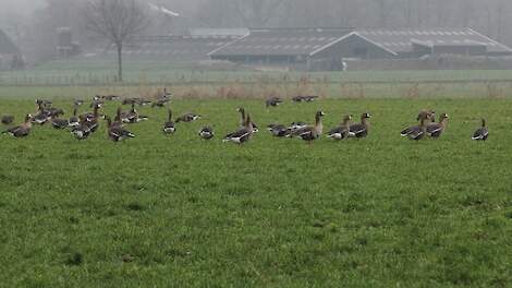 Ganzen zorgen voor schade op grasland.