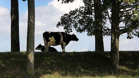 Afbeelding van koeien die grazen onder bomen ter illustratie.