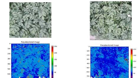 Robot ziet verschil gezonde en zieke aardappelplant