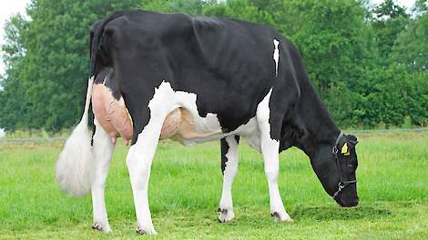 Dompe Rozalien 3143 van Melkveehouderij Plender uit Kamperveen is een dochter van Kingfarm Holsteins Anreli-Red, de hoogste roodbonte stier op basis van de Totaal Index Praktijk.