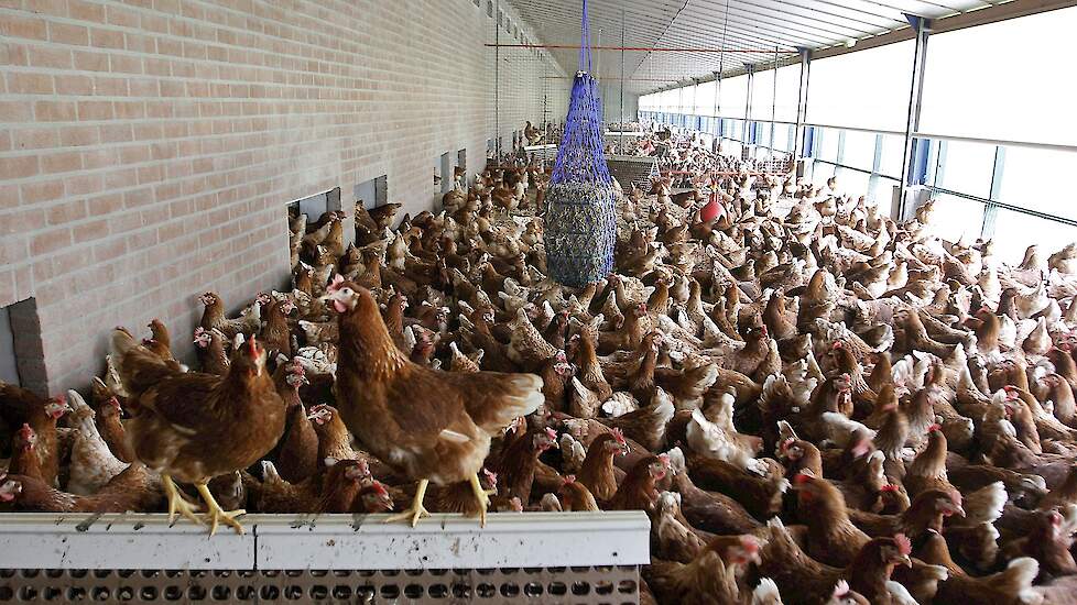 iets item rok Contractprijzen bio, freiland ster-eieren stegen in de loop van dit jaar' |  Pluimveeweb.nl - Nieuws voor pluimveehouders