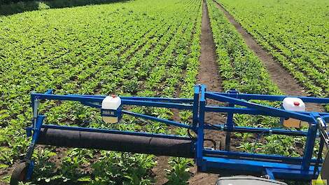 Aardappelopslag bestrijden met glyfosaat in bieten