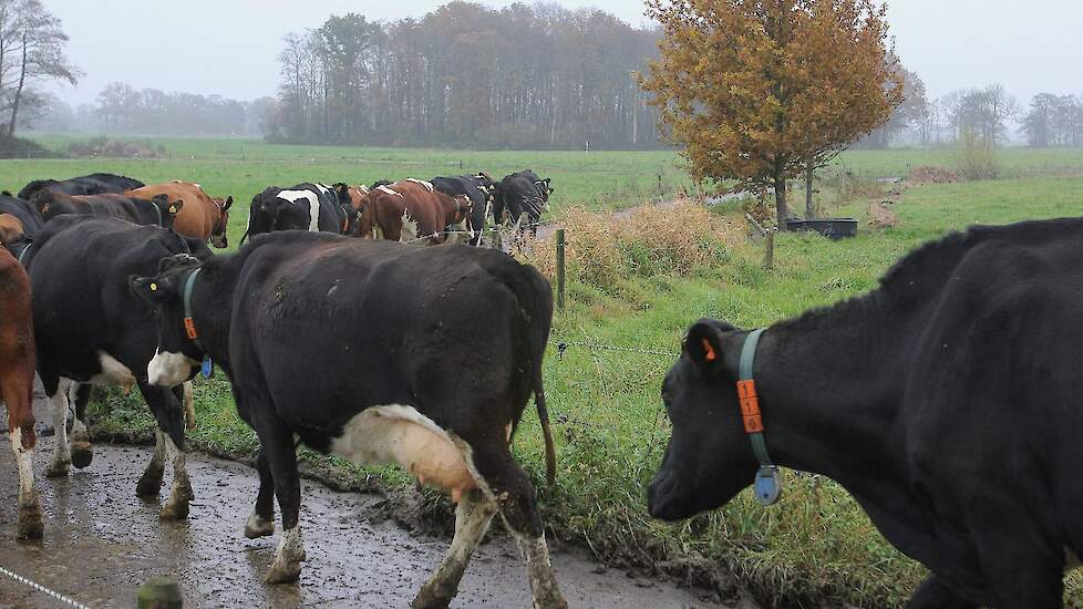 Weiden in de herfst. De deelnemende praktijkbedrijven hebben zo lang mogelijk geweid, om koeien het herfstgras zelf te laten ophalen.