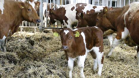 Roodbont Friese koeien met kalf in de potstal.