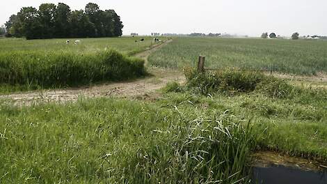 Afbeelding van landschap in Noord-Holland ter illustratie.