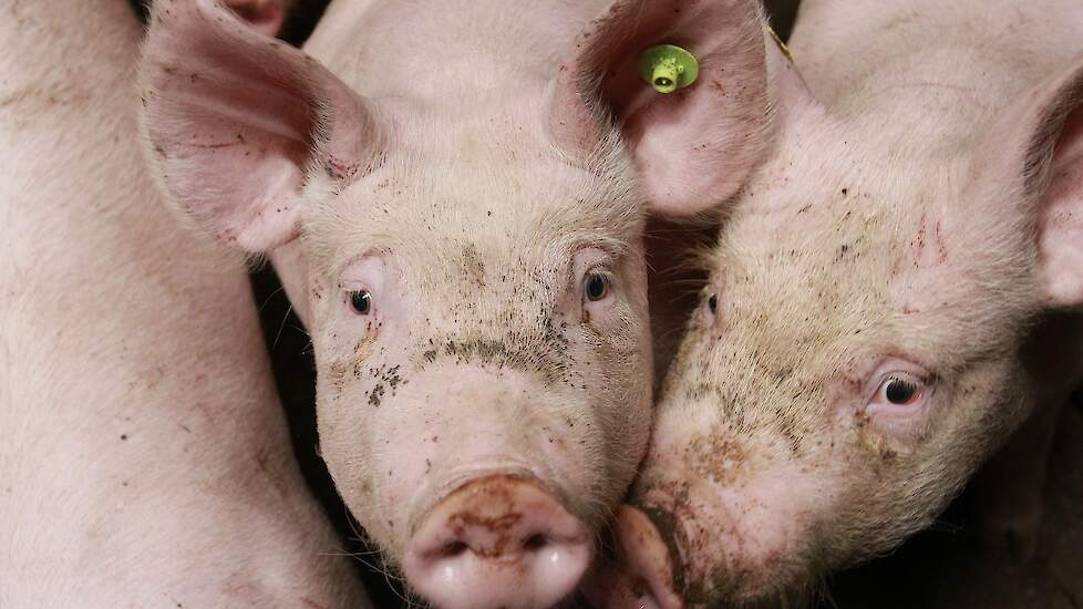 Geen tussen Sars-Cov-2 en varkens in Brabant; onderzoekers noemen bijdrage 'verwaarloosbaar' | Pigbusiness.nl - Nieuws voor varkenshouders