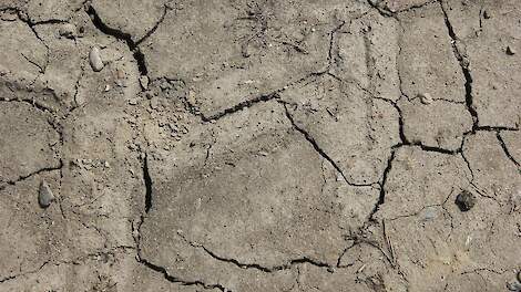 Scheuren in de grond vanwege de droogte.