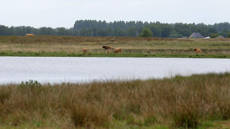 Afbeelding van een natuurreservaat in Drenthe ter illustratie.