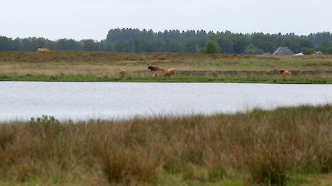 Afbeelding van een natuurreservaat in Drenthe ter illustratie.