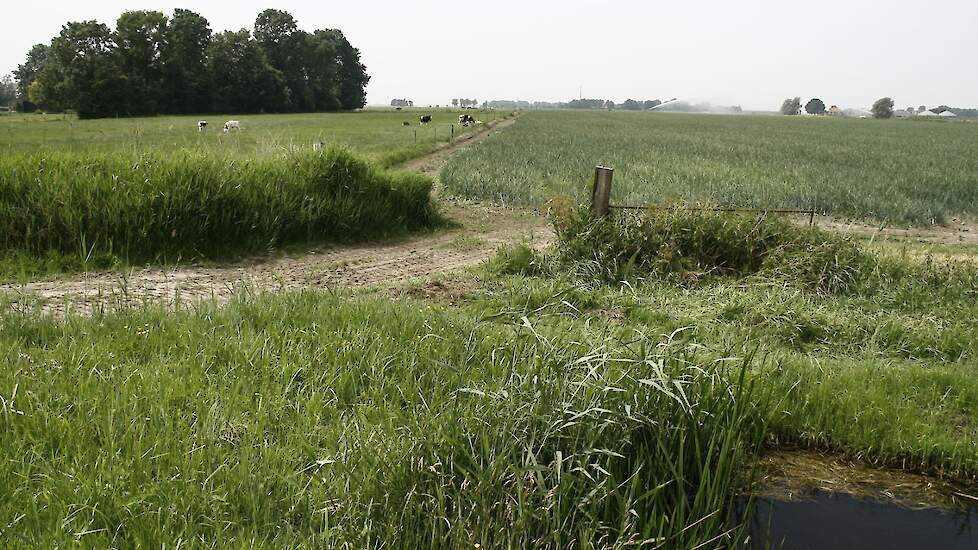 Afbeelding van landschap in Noord-Holland ter illustratie.