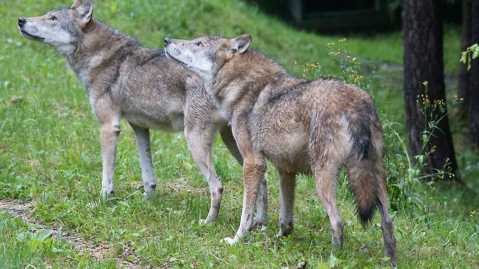 Afbeelding van twee wolven ter illustratie.