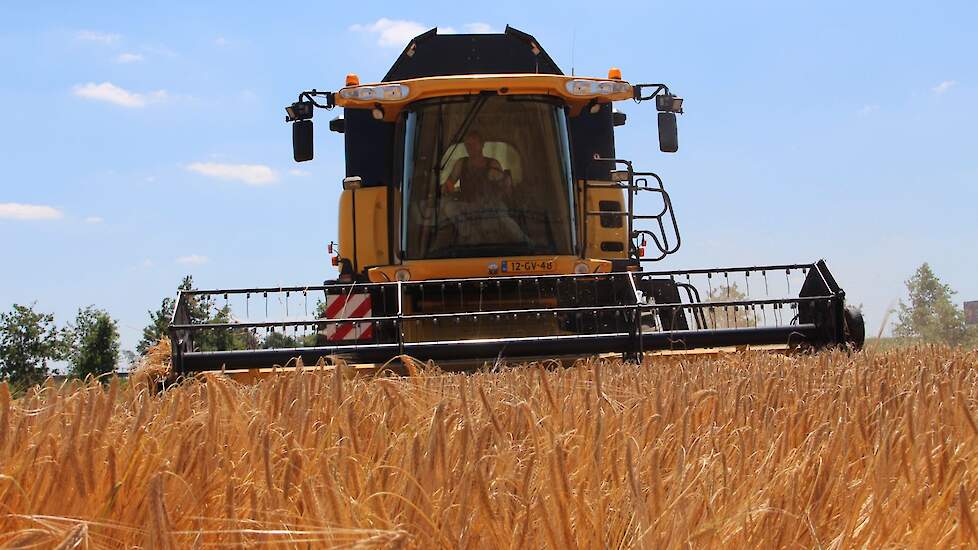 In 2020 kwam van een hectare gemiddeld 8,8 ton wintergerst tegen 9,1 ton in 2019.