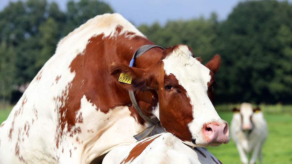 Melkvee Praktijk › Koeien Slecht Drachtig Ondanks Goede Tocht. Wat Is Er  Aan De Hand? | Melkvee.Nl - Nieuws En Kennis Voor De Melkveehouder