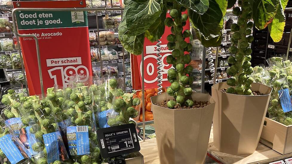 spruiten aan de stronk in de supermarkt