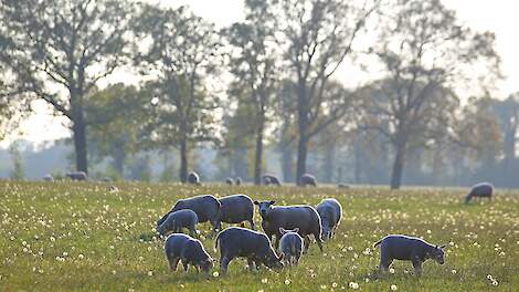 Afbeelding van grazende schapen ter illustratie.